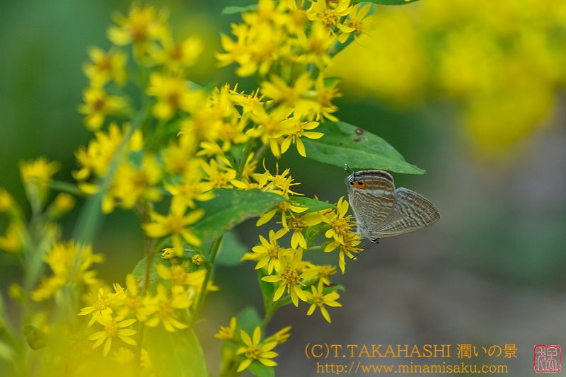 ../Images/7R240914 (99).jpg